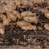 Subterranean termite infestation