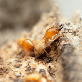 Drywood termite infestation