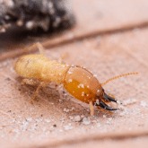 Dampwood termite infestation
