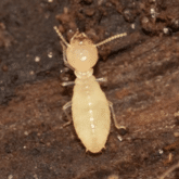 formosan termite infestation