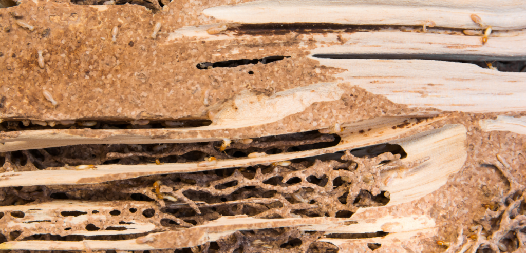 termite tubes nest sign of termites in Florida home