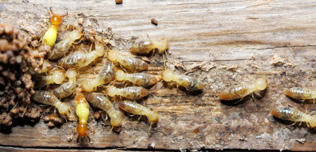 bubbling wood signs of termites in florida home