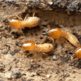 Termite infestation