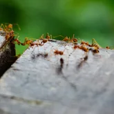 Ant Pest Control Infestation