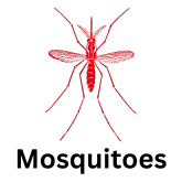 Mosquito Icon