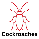 Cockroach icon