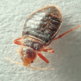 Bed Bug Pest Control Image