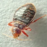 Bed Bug Pest Control Image