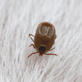 Flea and Tick Prevention