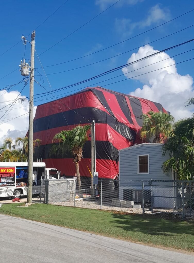 Termite Control Specialists