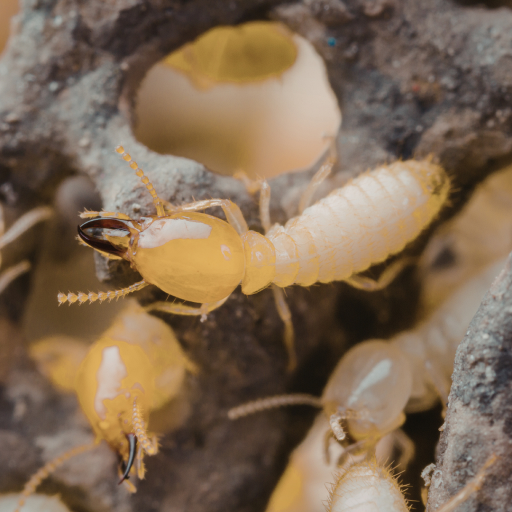 Drywood Termite