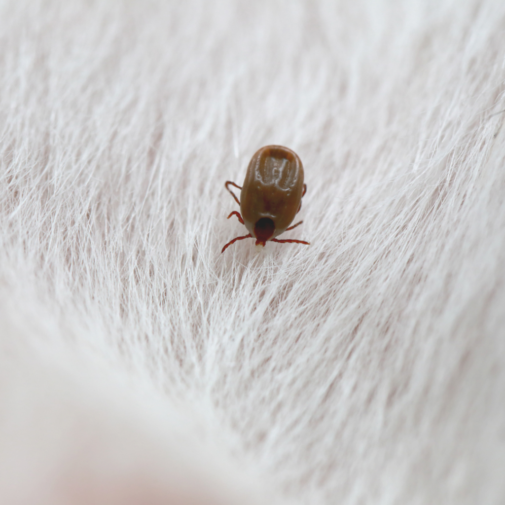 Flea and tick prevention