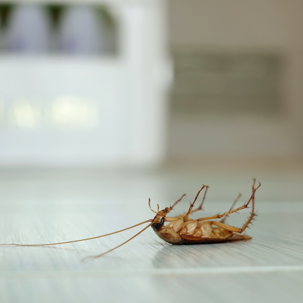 Roach Control and Prevention