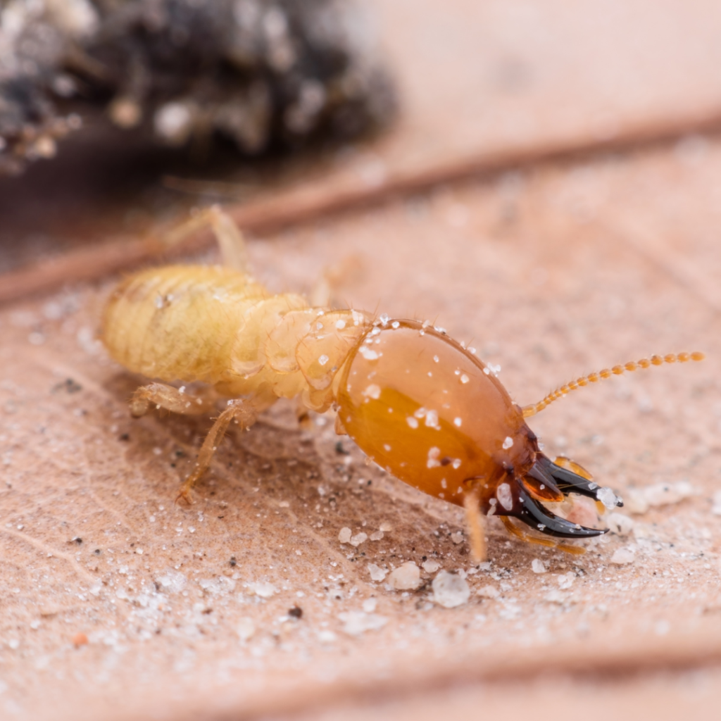 South Florida Termite Fumigation Infestiation