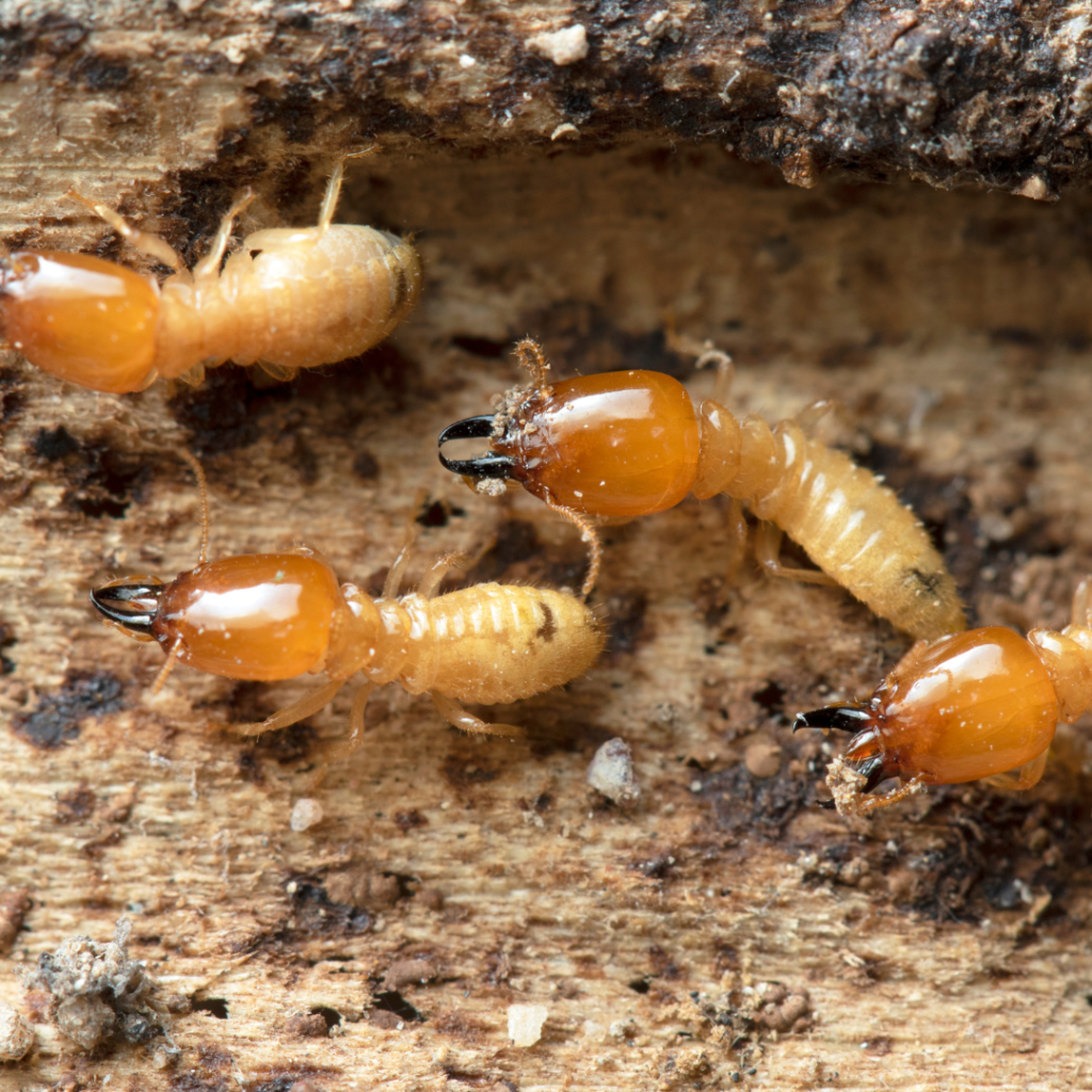 Tampa Bay Termite Fumigation and Tenting