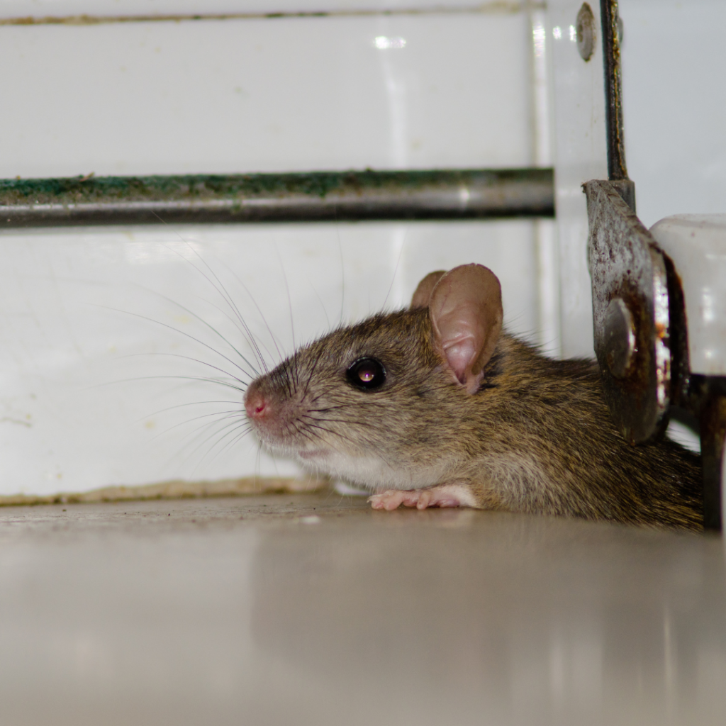 Rodent Control and prevention