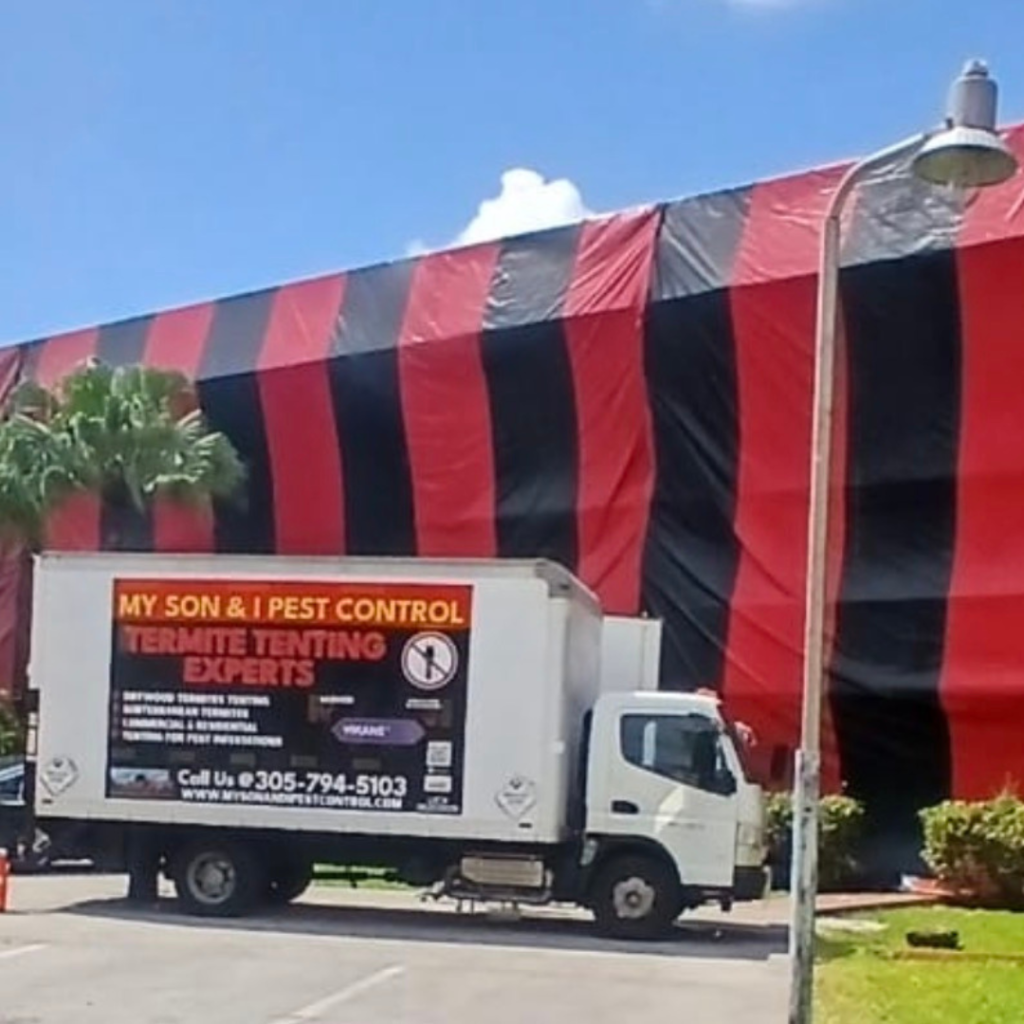 subterranean termites