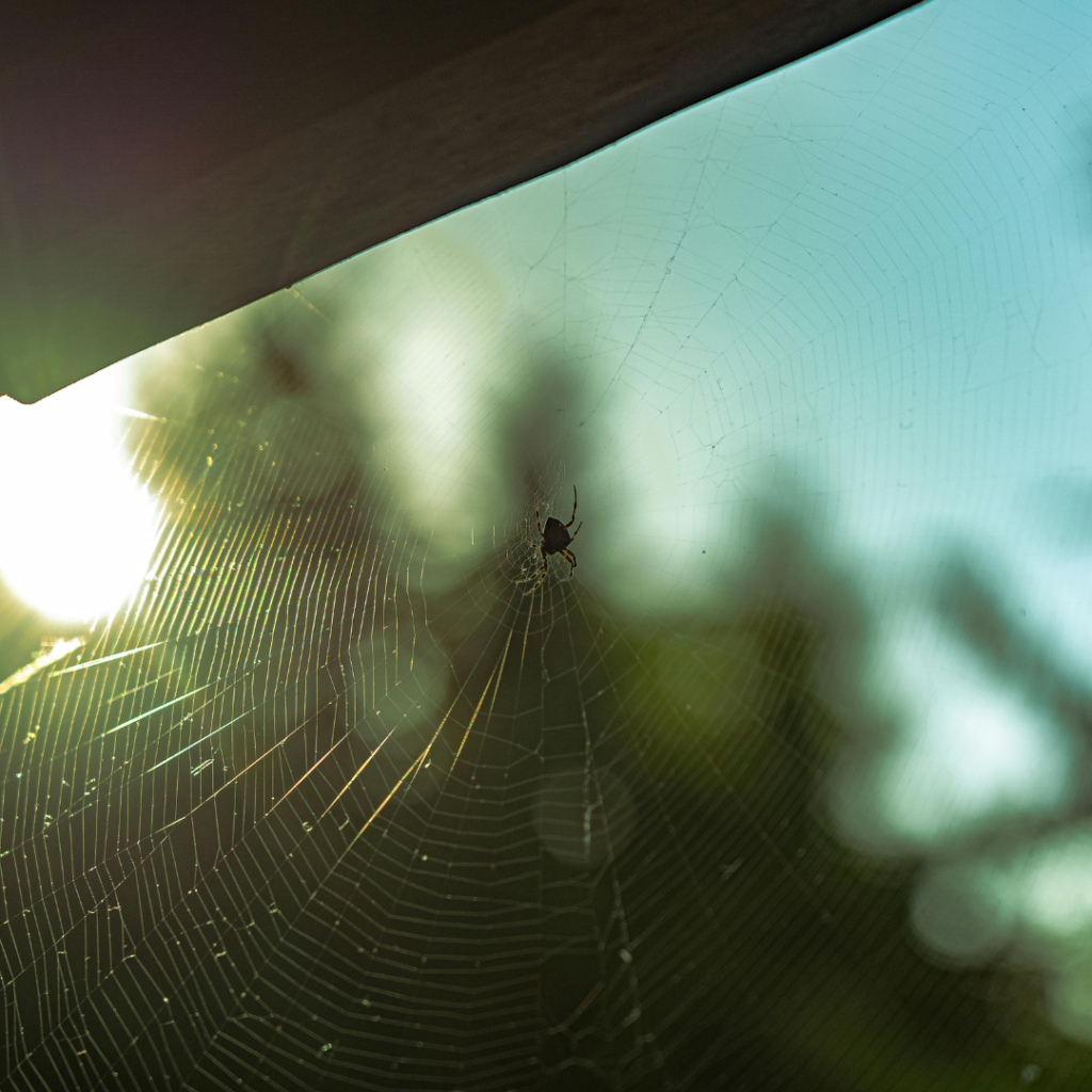 Spider control and infestation