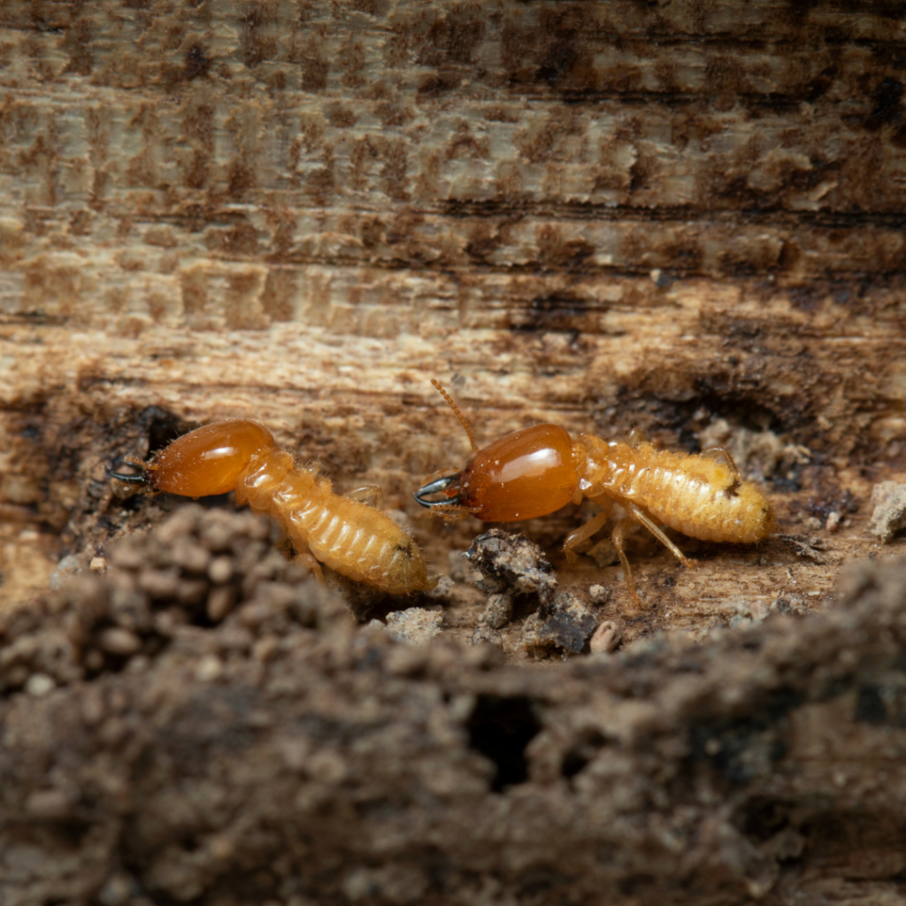 formosan termites