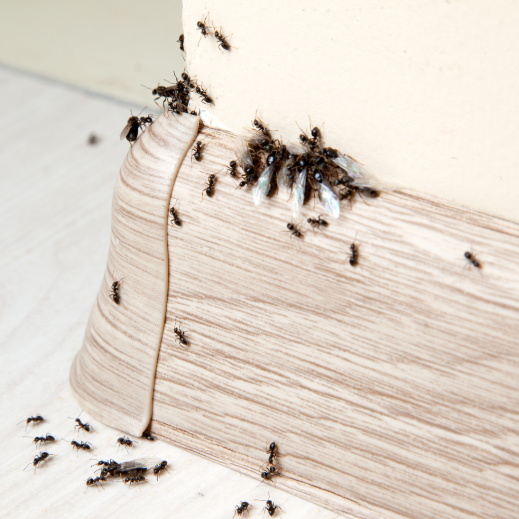 ant control for infestation