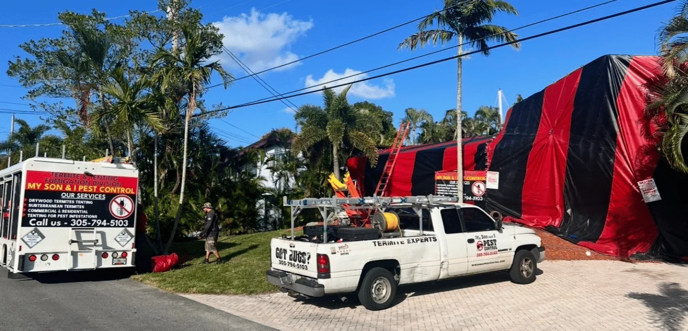Termite Tenting Basics