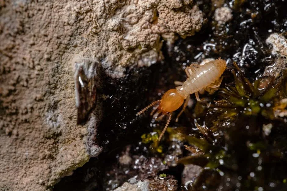 termite tenting costs