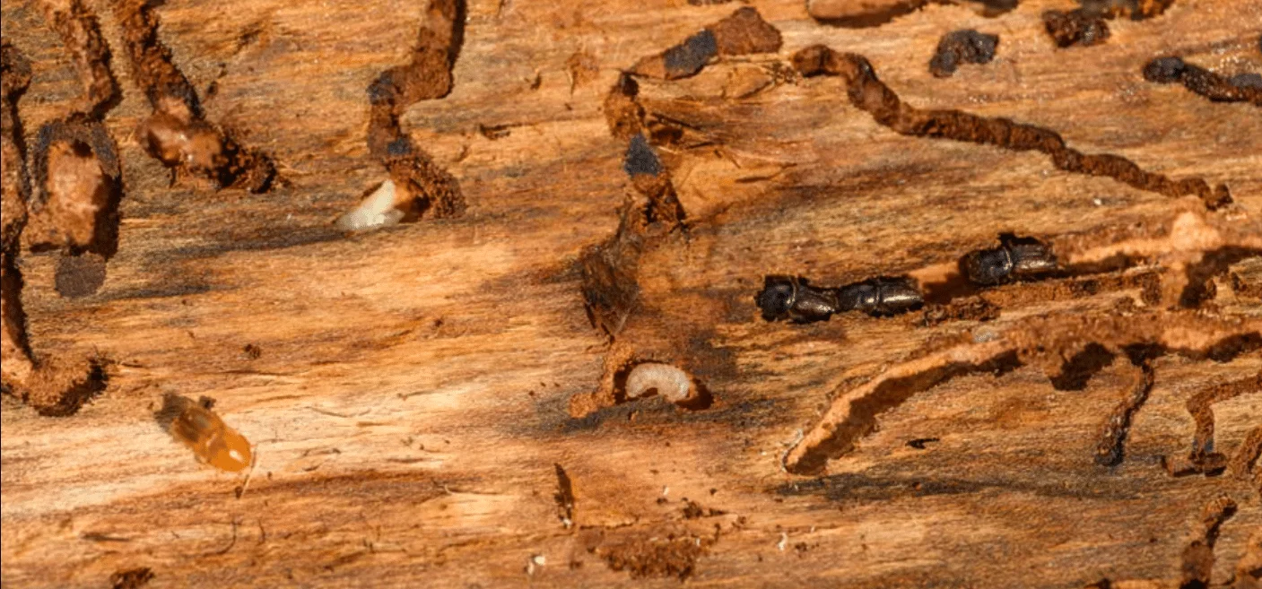 Termite Inspection infestation