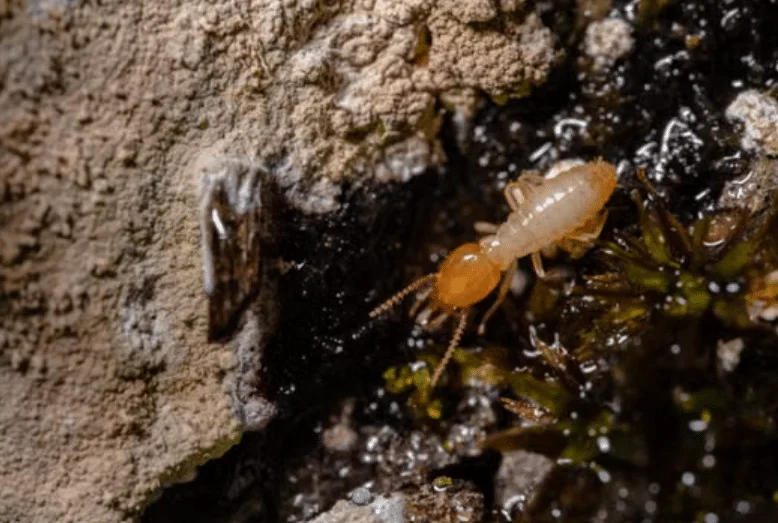 Termite Inspection Florida