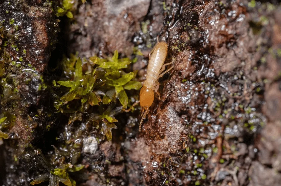 risks of florida termites
